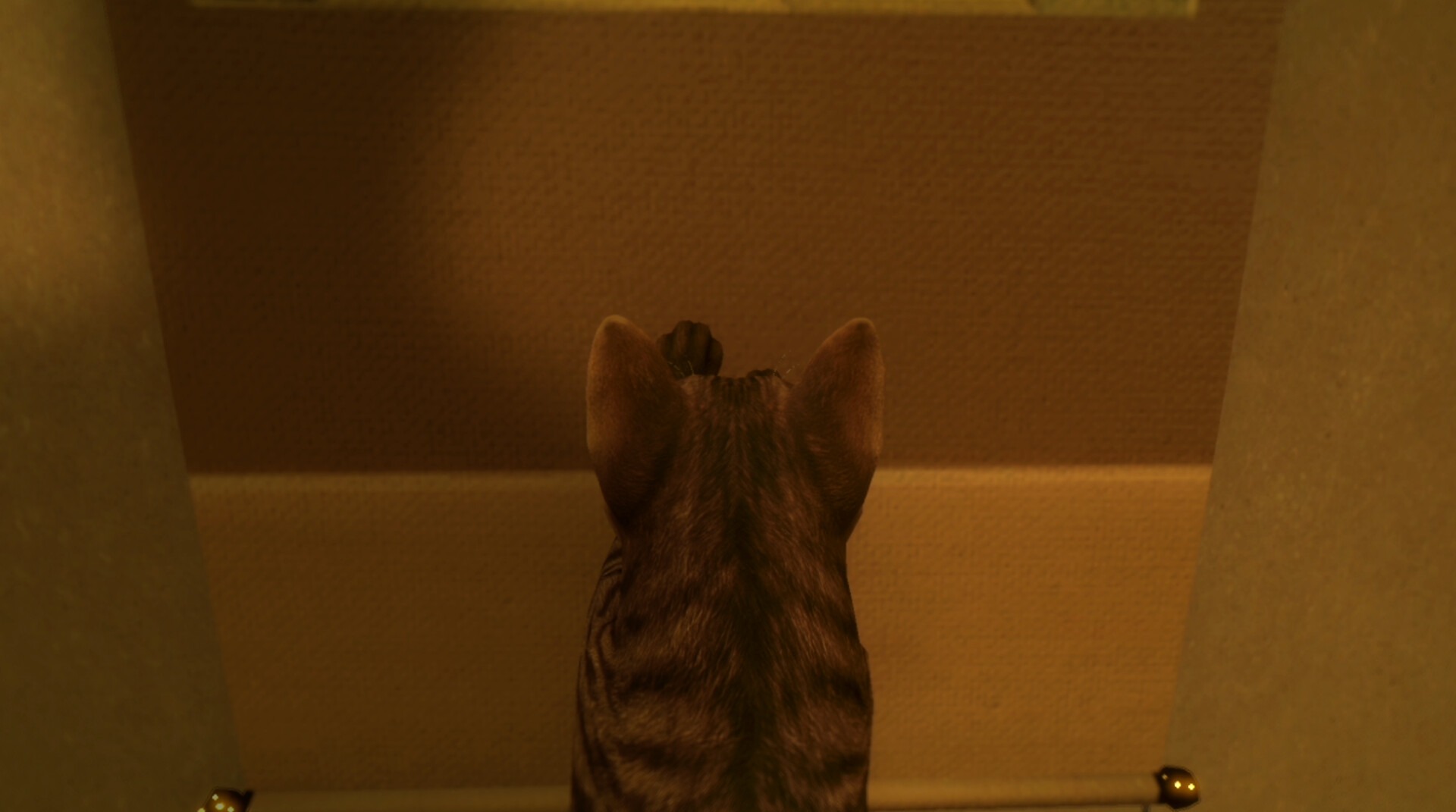 『まだ猫は逃げますか?』