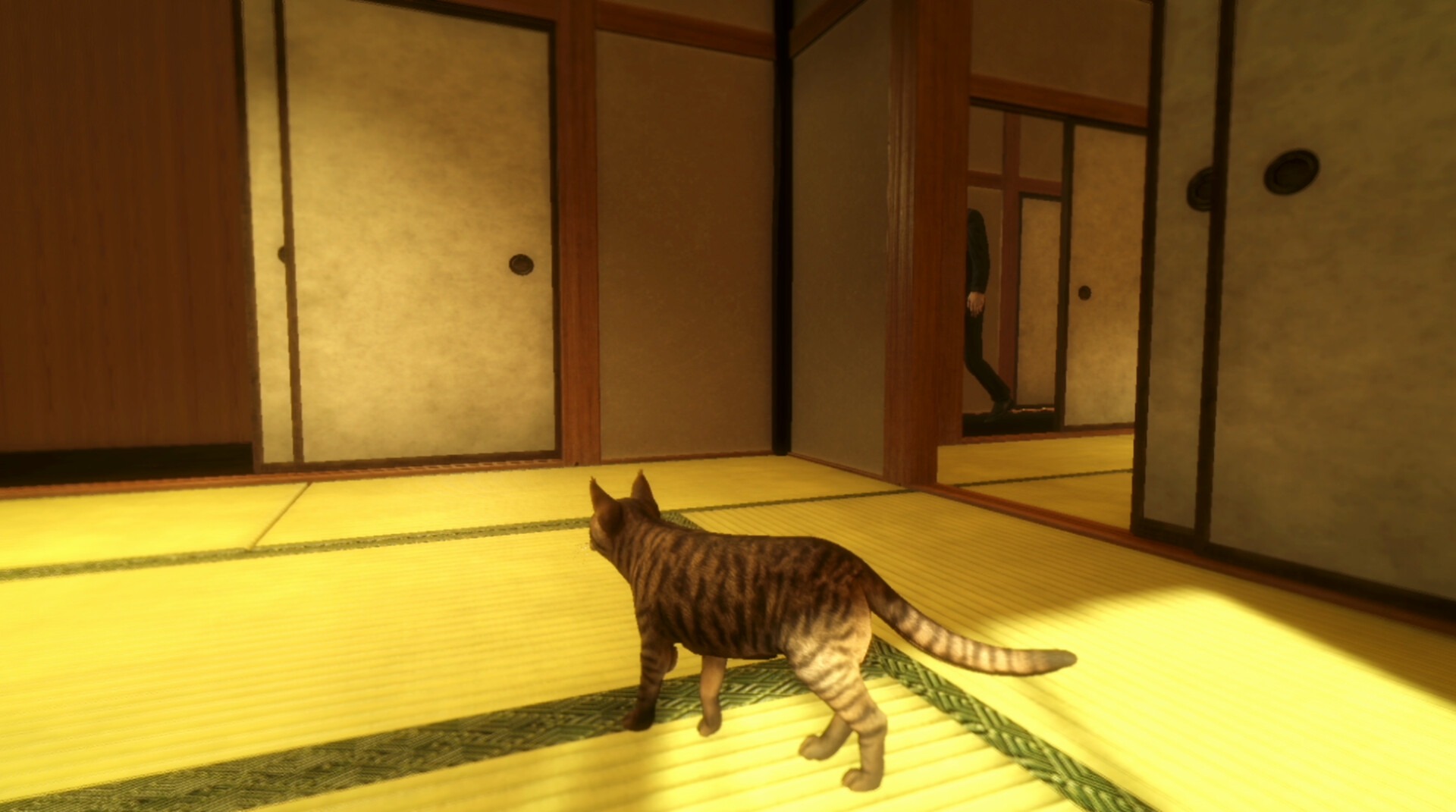 『まだ猫は逃げますか?』